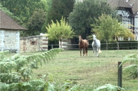 Mon cheval au château d'Argeronne